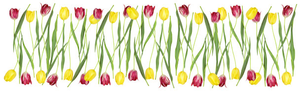 图案从红色和黄色的郁金香孤立在白色的背景。全景视图，平面，拷贝空间。图片下载