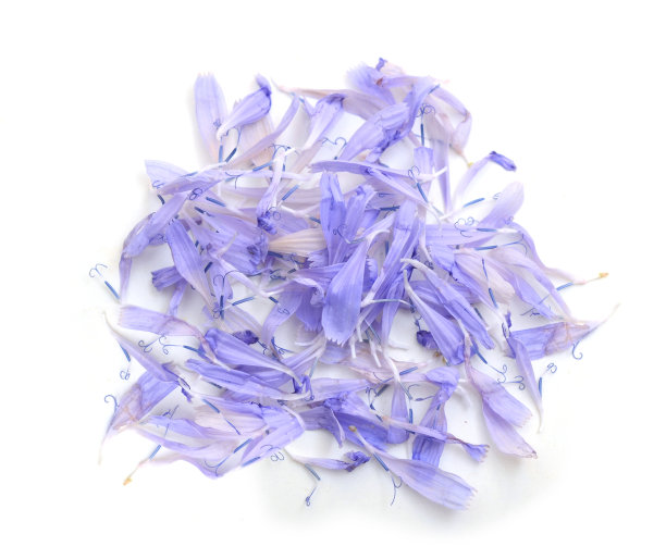 菊苣花瓣孤立在白色上图片下载