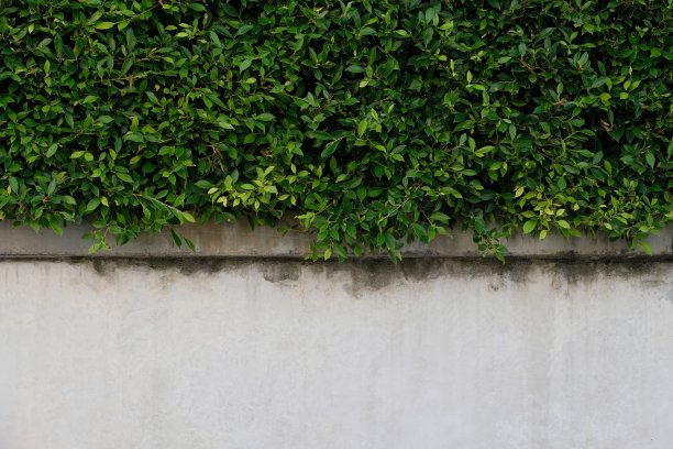 绿色的叶子覆盖着白色的老水泥墙面纹理背景图片下载