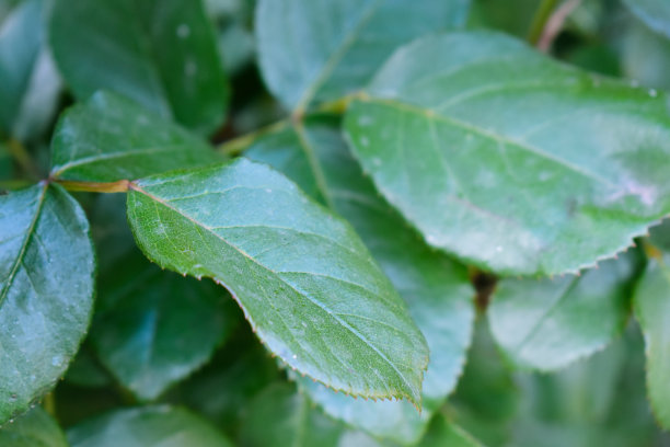 美丽的绿叶近了图片下载