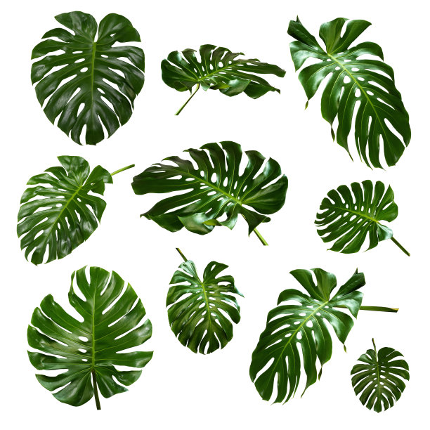 更美丽的异国热带叶，孤立叶背景，怪兽叶图片下载