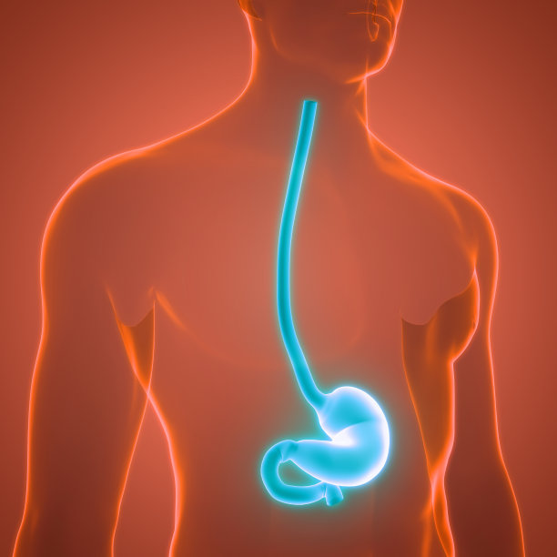 人体消化系统胃解剖学图片下载