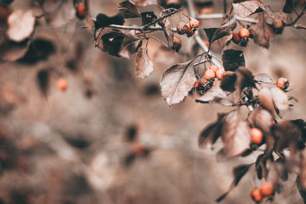 秋天的景色与褐色的树枝上模糊的落叶背景图片下载