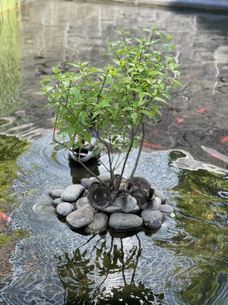 鸭子睡觉图片下载