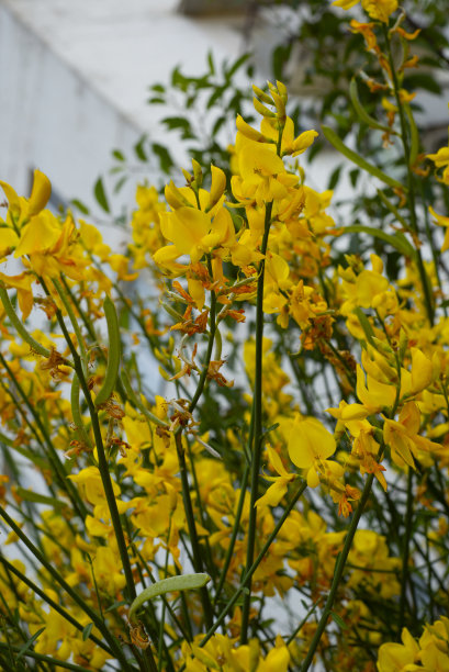 黄色的相思。花。图片下载