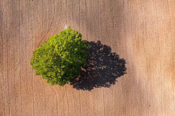 从上到下鸟瞰一棵孤零零的树，在一片耕地的中间，田野上有拖拉机的履带图片下载