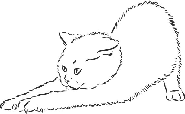 家猫写实写生符号猫图片下载