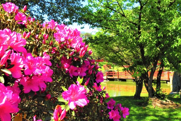 美丽的巴勒莫公园在春天阳光明媚的一天。图片下载