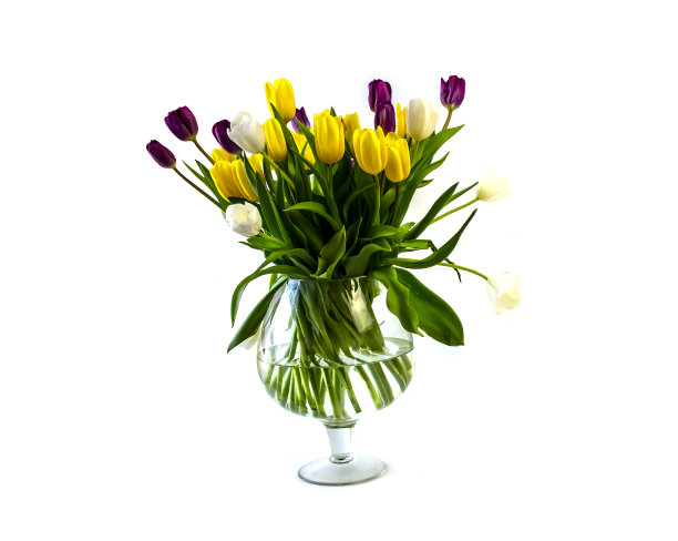 孤立在白色背景郁金香，黄色和紫色的花图片下载
