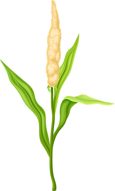 高粱作为谷物作物或谷类品种图片下载