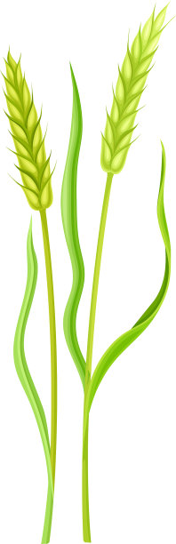 小麦或大麦作为谷类作物或谷类图片下载