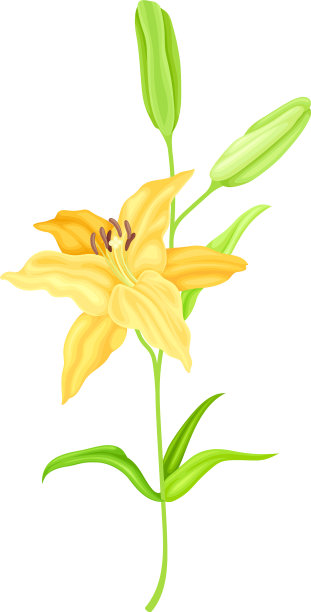 茎上为草本开花植物的百合图片下载
