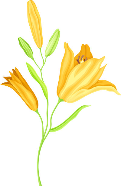 大的黄色百合花，花柄为绿色图片下载