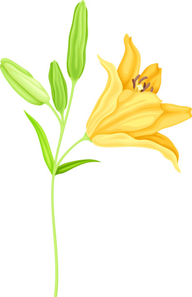 大的黄色百合花，花柄为绿色图片下载