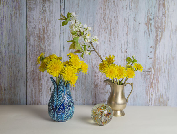 绿松石木墙背景上，一束束黄色的蒲公英图片下载