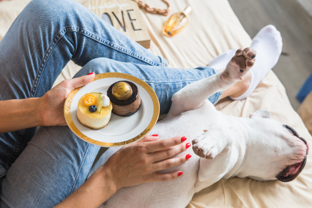 女人的腿在家里的白色大床上的特写照片，狗，笔记本电脑和美味的糕点在盘子里图片下载