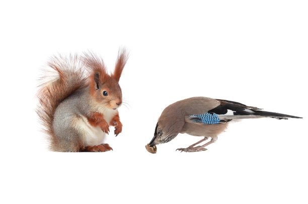 杰在一只孤立的松鼠面前吃坚果图片下载