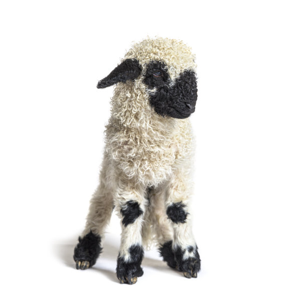 可爱的瓦莱黑鼻羔羊三周大图片下载