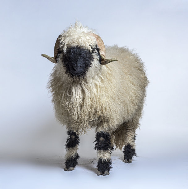 侧视图成人瓦莱士黑鼻子的肖像侧视图图片下载