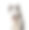 气喘吁吁的西伯利亚哈士奇犬，孤立的白色图片下载