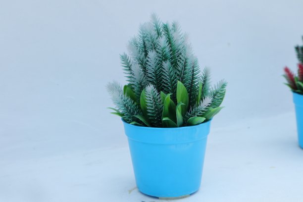 迷你观赏植物图片下载