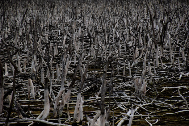 干树纹理作为背景图片下载
