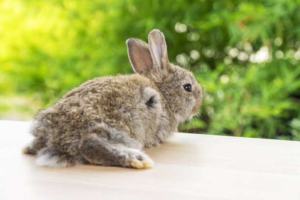 新生的小兔子背上灰色和棕色的小兔子坐在木头上，看着一些东西在bokeh天然的绿色树木的背景。复活节节日动物概念。图片下载