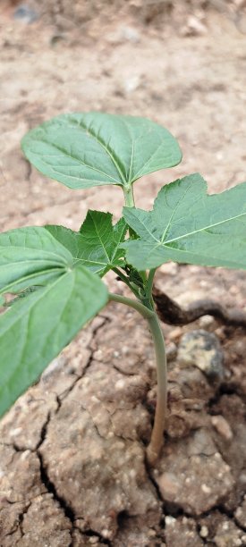 绿色植物图片下载