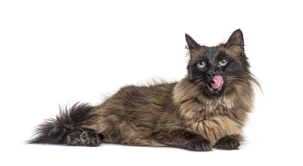 躺下杂交猫舔自己图片下载