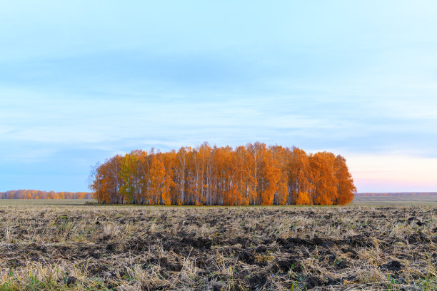 农地收获谷物后，秋日景观中有白桦树黄昏或黎明的阳光图片下载