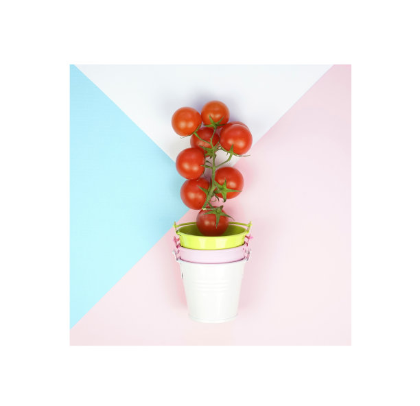 枝上的圣女果在白绿色的装饰桶中。图片下载