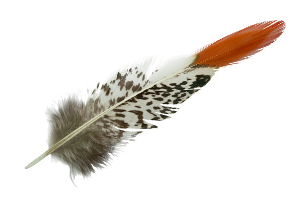 美丽的雉鸡羽毛孤立在白色的背景图片下载
