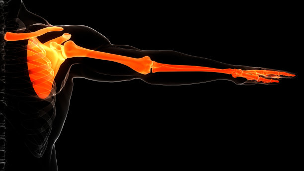 人体骨骼系统上肢骨关节解剖学图片下载