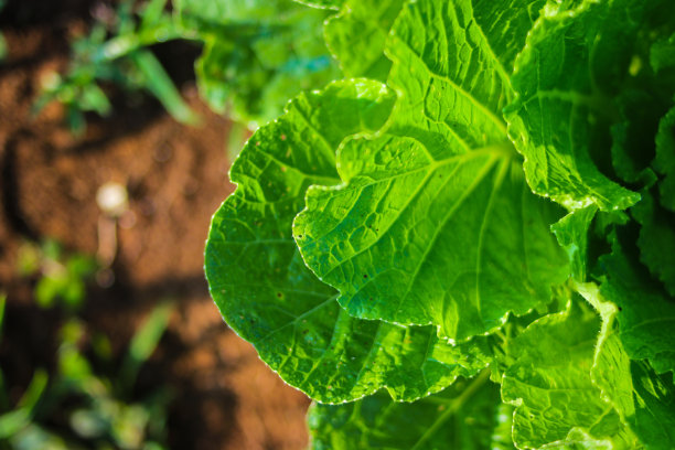 大白菜早上在田里图片下载
