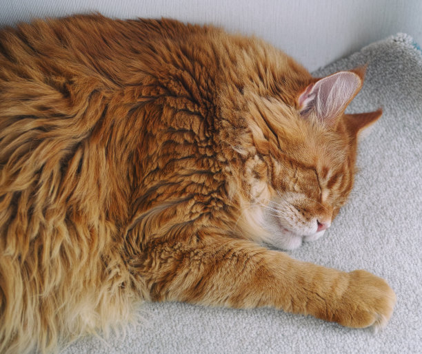 一只红色的缅因猫睡在地毯上图片下载