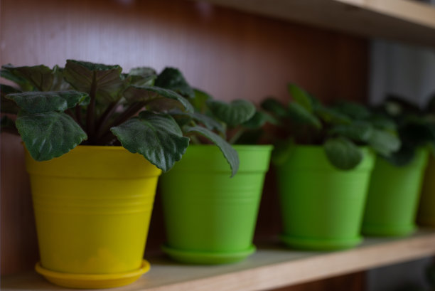 窗台上花盆里的花图片下载