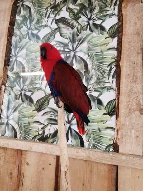 红色的鹦鹉坐在树枝上图片下载