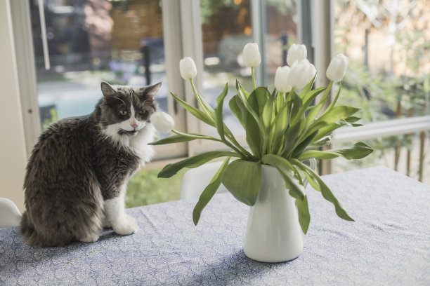餐桌上的白色郁金香和一只猫图片下载