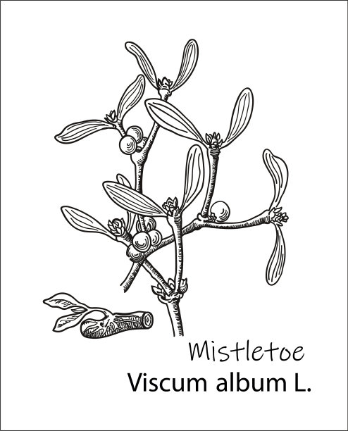 槲寄生手绘墨水植物图片下载