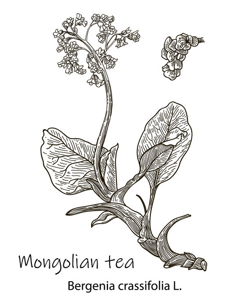 巴丹草手绘草图图片下载