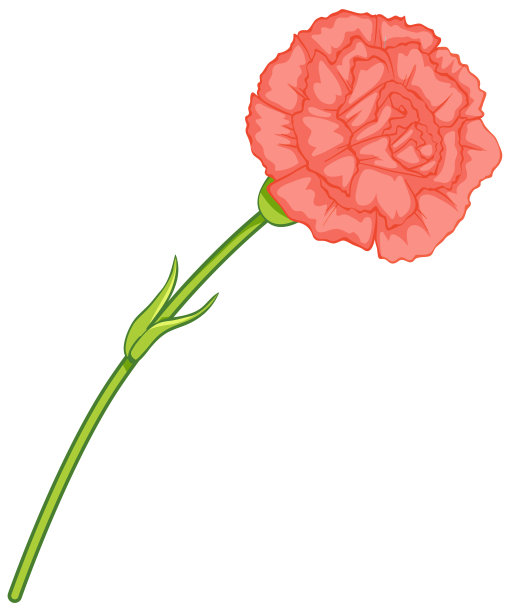 粉红色康乃馨花在卡通风格孤立图片下载