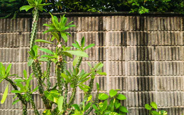 仙人掌型植物生长在前面的锯齿墙图片下载