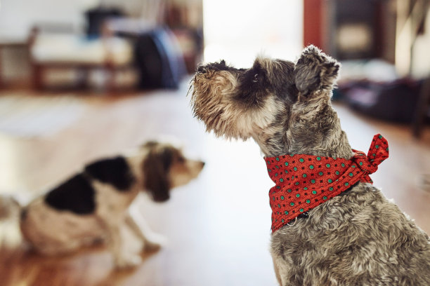 一只迷你雪纳瑞犬和一只约克夏犬白天坐在家里的照片图片下载