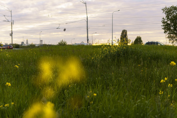 夏天，大自然，春天，清新-背景新鲜的野地美丽的天然花卉植物在春天绿色的傍晚草地。黄色盛开的油菜籽在灰色的天空日落花园夏季图片下载