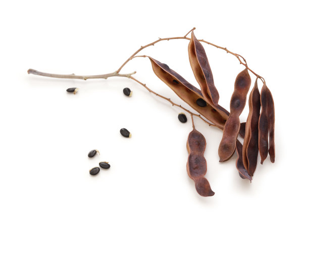 含羞草相思的种子图片下载