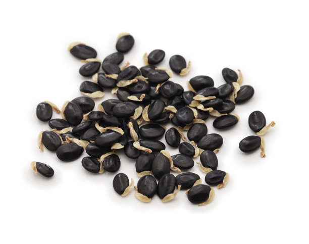 含羞草的豆荚和种子图片下载