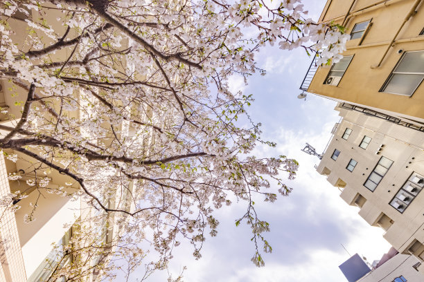 这个城市里樱花盛开图片下载