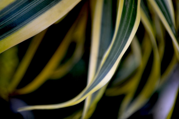 龙血龙，自然的绿色和白色的叶子背景图片下载