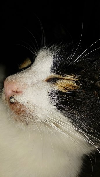 猫妈妈图片下载