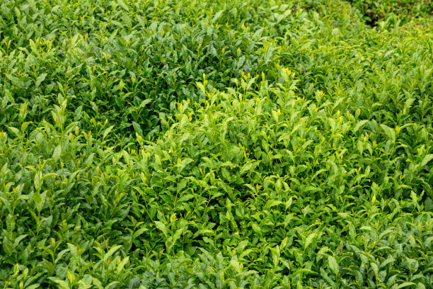 新鲜的绿茶图片下载